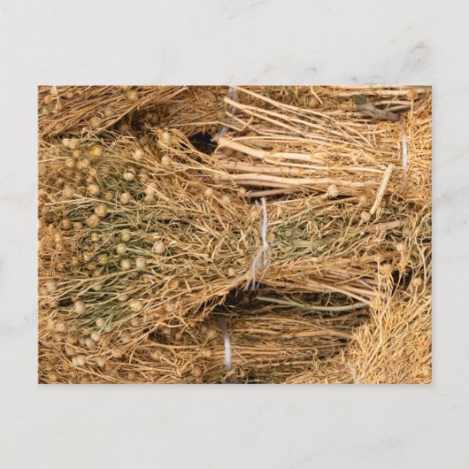 Carte Postale Harmal séché (Devant)