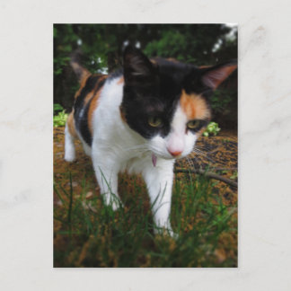 Carte Postale Harmonie, mon chat calico