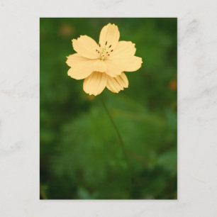 Carte Postale Harmonie pacifique