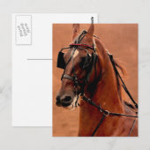 Carte Postale Harnais de plaisance Saddlebred Art numérique (Devant / Derrière)