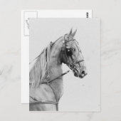 Carte Postale Harnais fin saddlebred (Devant / Derrière)