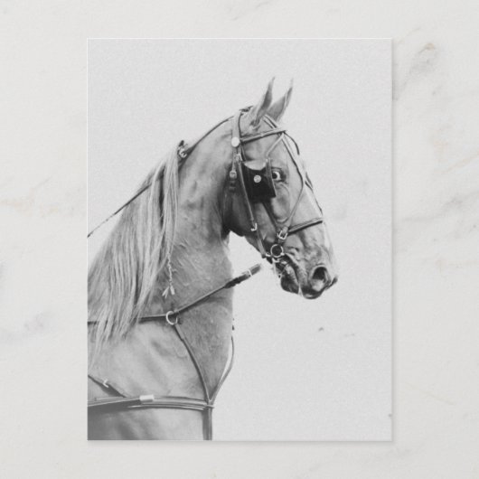 Carte Postale Harnais fin saddlebred (Devant)