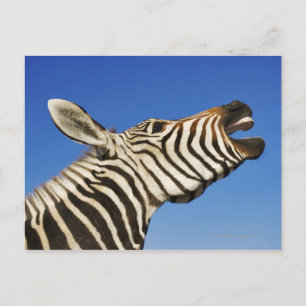 Carte Postale Harnas Wildlife Sanctuary, Namibie, Sud