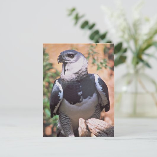 Carte Postale Harpey Eagle (Debout devant)