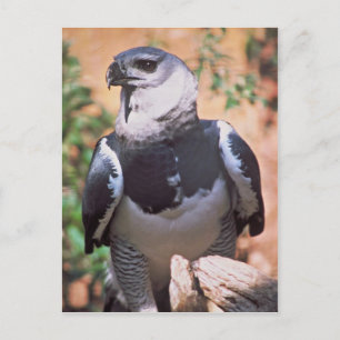 Carte Postale Harpey Eagle