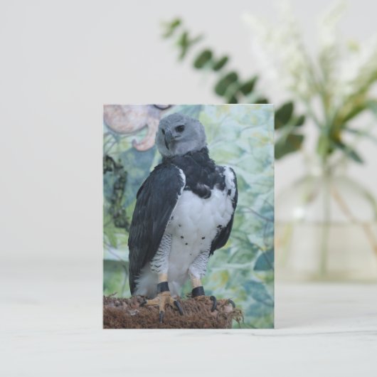 Carte Postale Harpy Eagle (Debout devant)