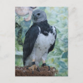 Carte Postale Harpy Eagle (Devant)