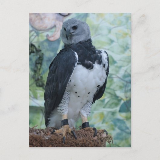 Carte Postale Harpy Eagle (Devant)