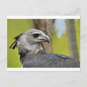 Carte Postale Harpy Eagle 1.JPG
