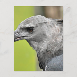 Carte Postale Harpy Eagle 2.JPG