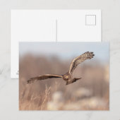 Carte Postale Harrier du Nord (Devant / Derrière)