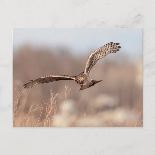 Carte Postale Harrier du Nord (Devant)