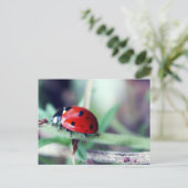 Carte postale "Harriet" (Debout devant)