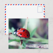 Carte postale "Harriet" (Devant / Derrière)