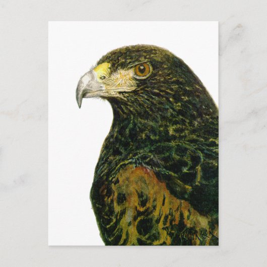 Carte postale Harris Hawk (Devant)
