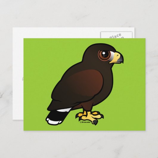 Carte Postale Harris Hawk (Devant / Derrière)