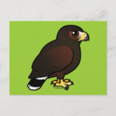 Carte Postale Harris Hawk (Devant)
