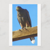 Carte Postale Harris Hawk (Devant)