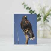 Carte Postale Harris Hawk 1 (Debout devant)