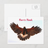 Carte postale Harris Hawk Flying (Devant / Derrière)