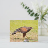 Carte Postale Harris Hawk marchant sur l'herbe (Debout devant)
