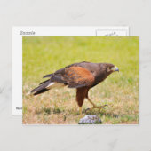Carte Postale Harris Hawk marchant sur l'herbe (Devant / Derrière)