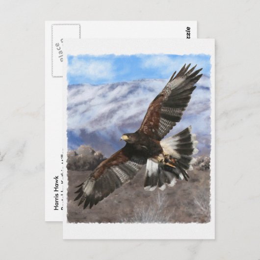 Carte Postale Harris Hawk - pastel (Devant / Derrière)