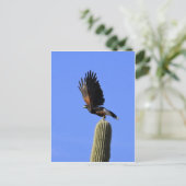 Carte Postale Harris's Hawk en vol (Debout devant)