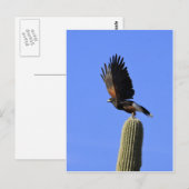 Carte Postale Harris's Hawk en vol (Devant / Derrière)