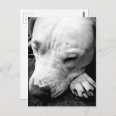 Carte Postale harry potier cicatrice chien blanc pit bull (Devant / Derrière)