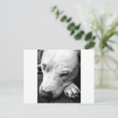 Carte Postale harry potier cicatrice chien blanc pit bull (Debout devant)