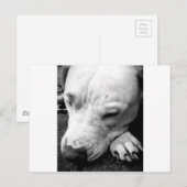 Carte Postale harry potier cicatrice chien blanc pit bull (Devant / Derrière)