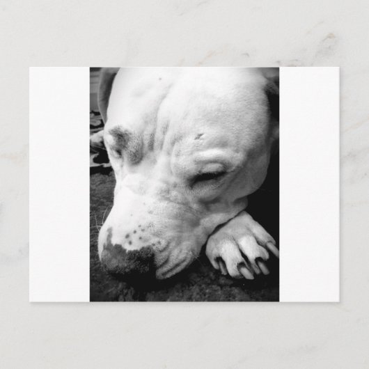 Carte Postale harry potier cicatrice chien blanc pit bull (Devant)