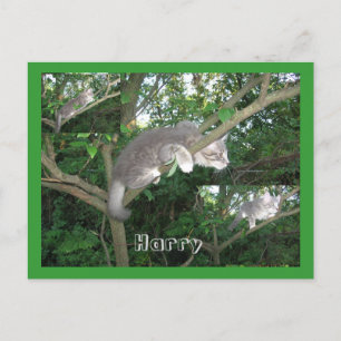 Carte Postale Harry the Cat Escalade A Tree