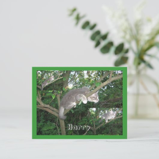 Carte Postale Harry the Cat Escalade A Tree (Debout devant)