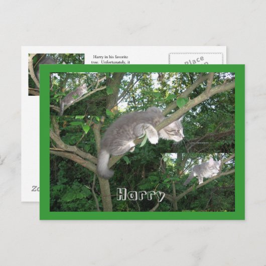 Carte Postale Harry the Cat Escalade A Tree (Devant / Derrière)