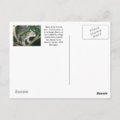 Carte Postale Harry the Cat Escalade A Tree (Dos)