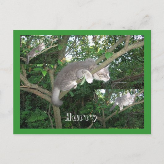 Carte Postale Harry the Cat Escalade A Tree (Devant)