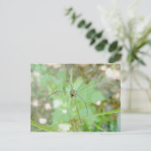 Carte Postale Harvestman Daddy Longlegs (Opiliones) (Debout devant)