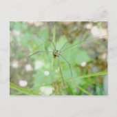 Carte Postale Harvestman Daddy Longlegs (Opiliones) (Devant)