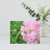 Carte Postale Harvestman Daddy Longlegs (Opiliones) (Debout devant)