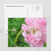 Carte Postale Harvestman Daddy Longlegs (Opiliones) (Devant / Derrière)