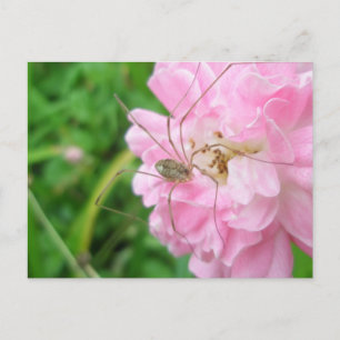 Carte Postale Harvestman Daddy Longlegs (Opiliones)