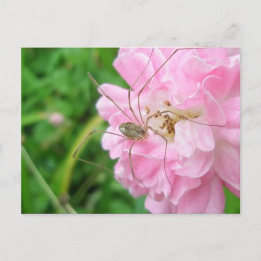 Carte Postale Harvestman Daddy Longlegs (Opiliones) (Devant)