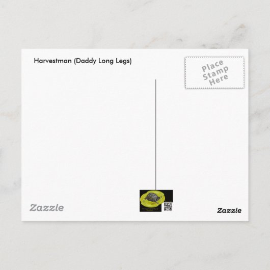 Carte Postale Harvestman Daddy Longlegs (Opiliones) (Dos)