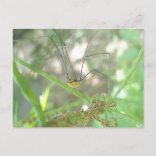 Carte Postale Harvestman Daddy Longlegs (Opiliones)