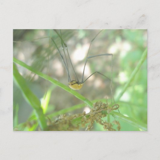 Carte Postale Harvestman Daddy Longlegs (Opiliones) (Devant)