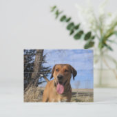 Carte Postale Harvey (Debout devant)