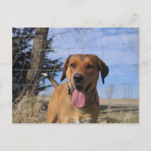 Carte Postale Harvey