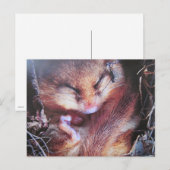 Carte Postale Haselmaus-Postkarte (Devant / Derrière)